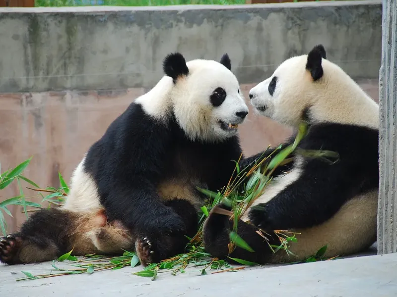 Chengdu